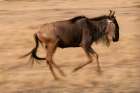 Portrait of a wildebeest running Masai Mara National Reserve-Kenya Art Print